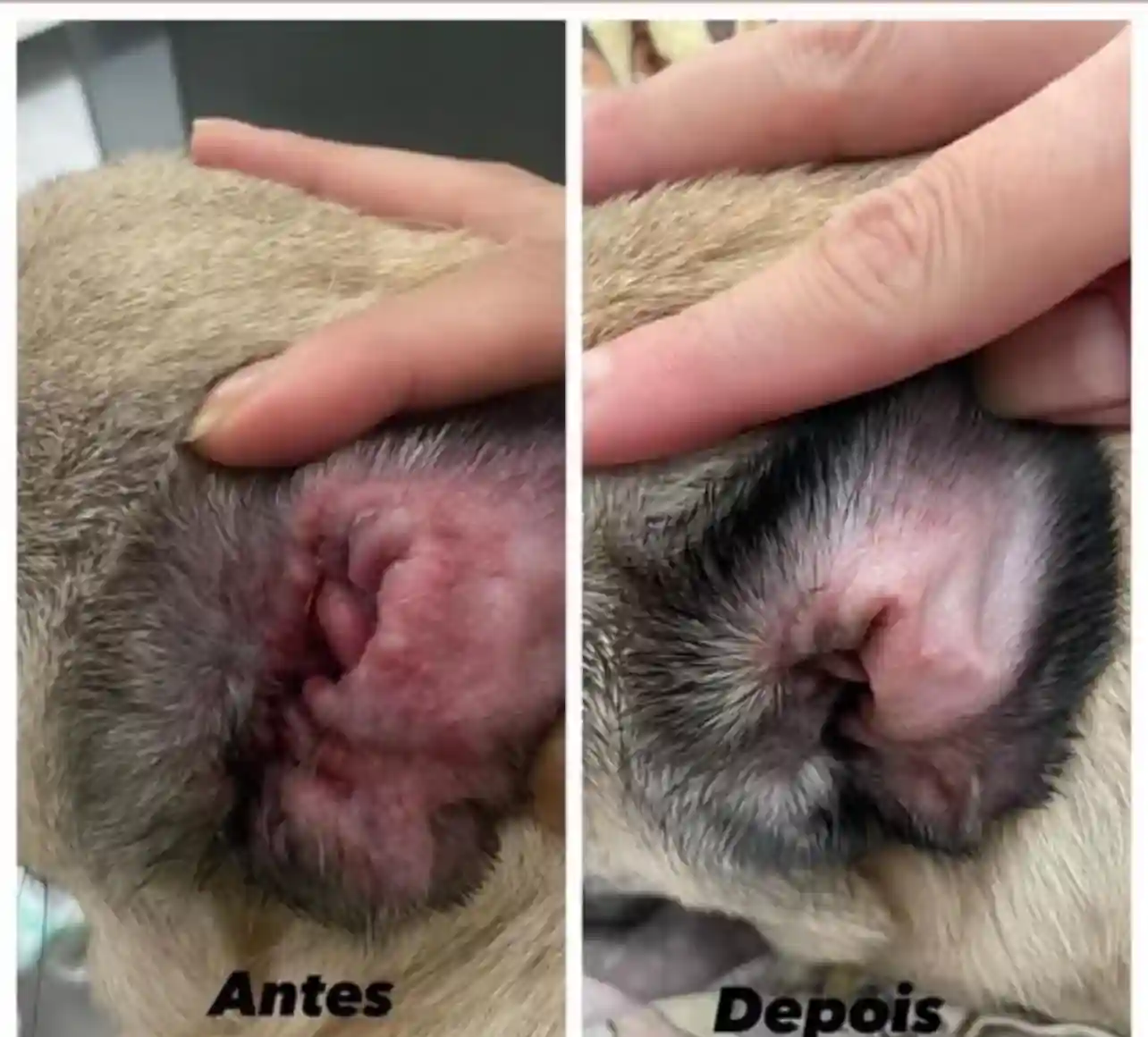 Transformação real - Feridas graves na pata completamente curadas