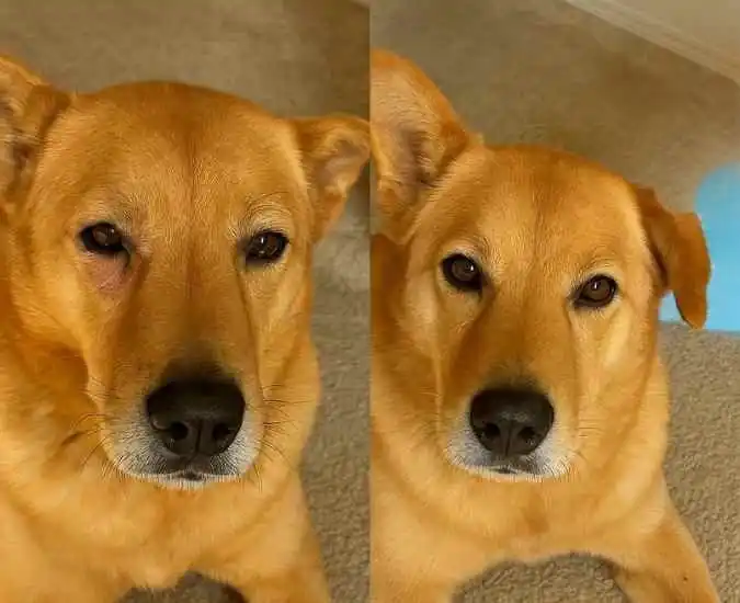 Transformação Cão dourado com transformação completa