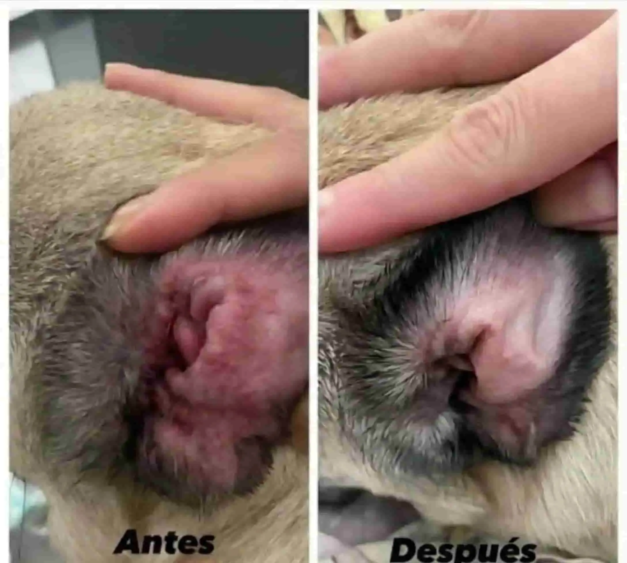 Transformación real - Antes y después mostrando perro con dermatitis severa completamente curado