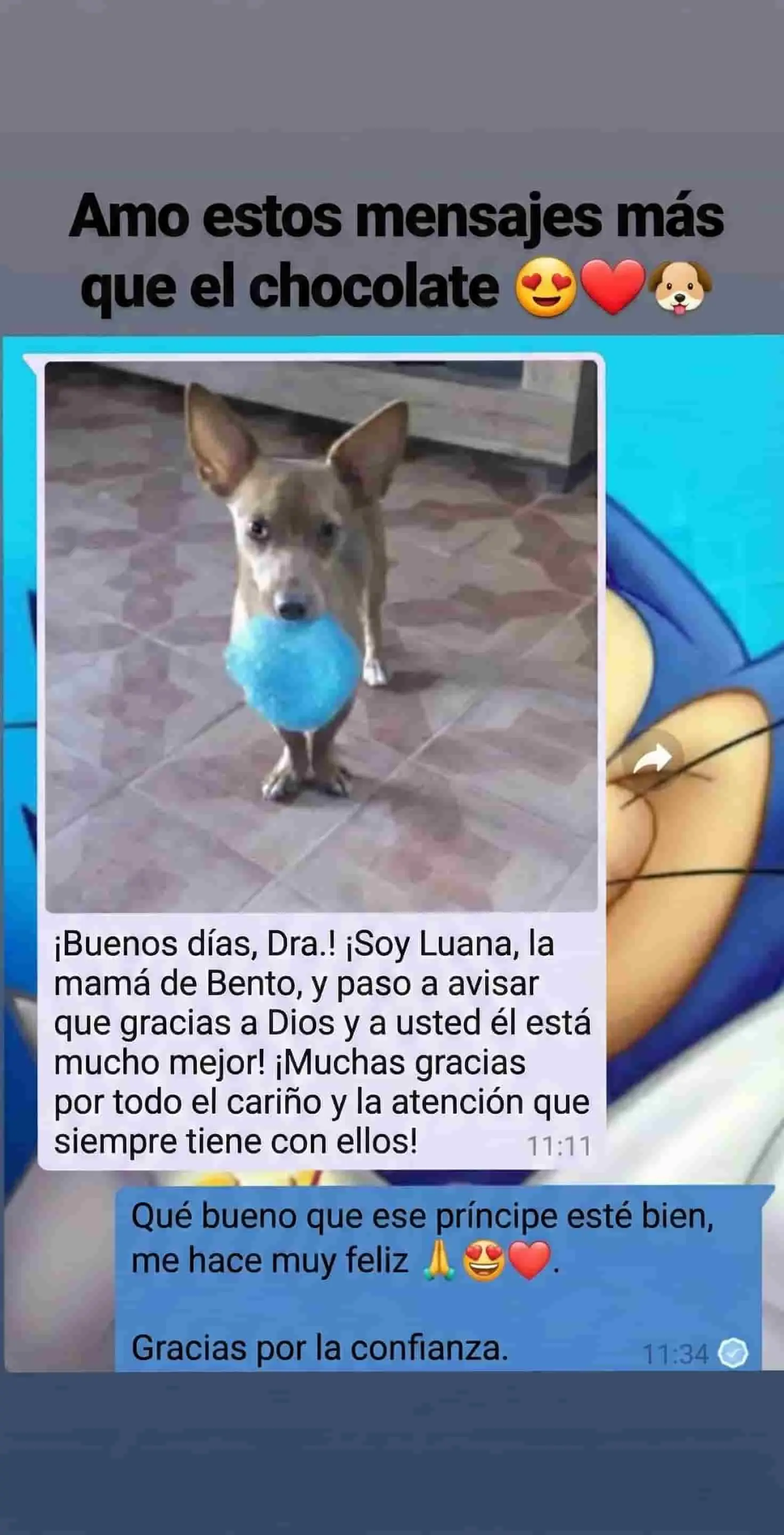 Testimonio WhatsApp - Beagle curado con cariño de la veterinaria