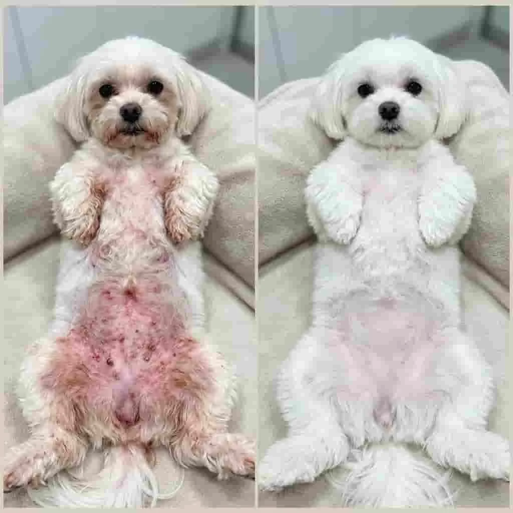 Transformação adicional 3