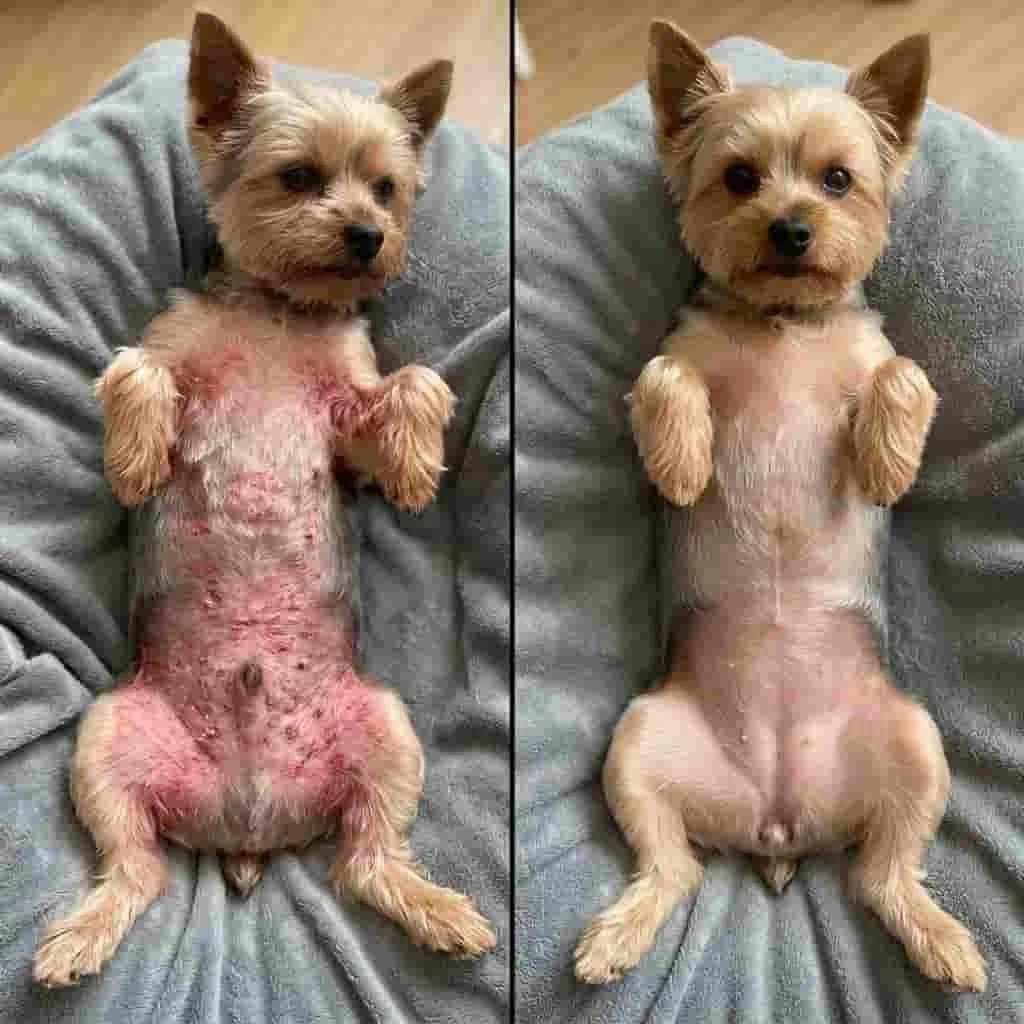 Transformação adicional 5