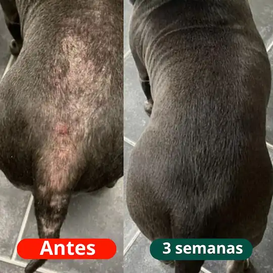 Transformação Pitbull com dermatite severa no rosto