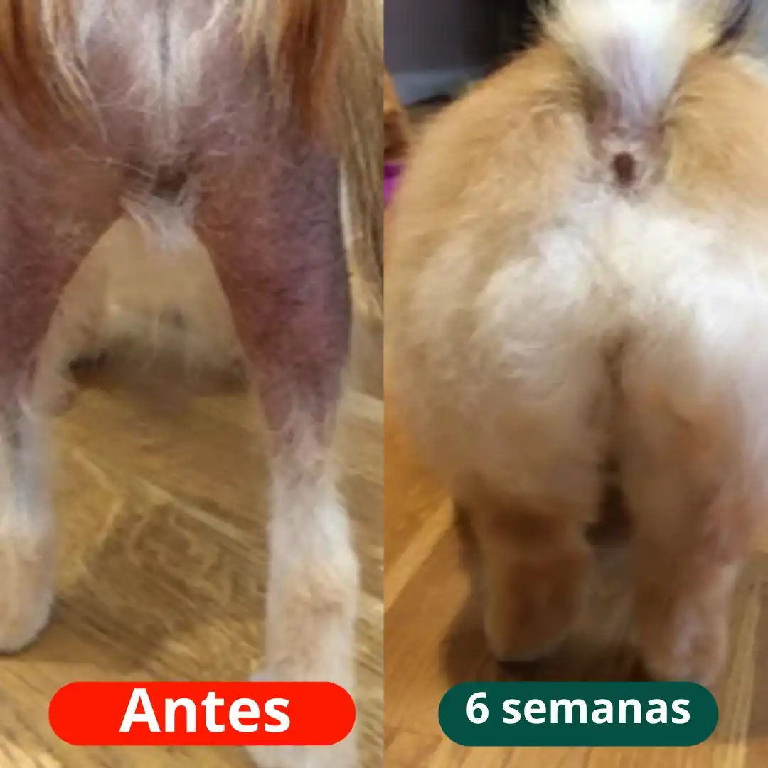 Transformação Cachorro com dermatite no focinho