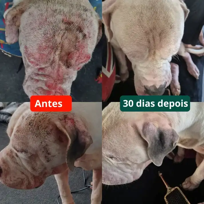 Transformação Cachorro dourado com transformação completa